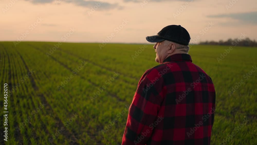 An elderly business farmer in a field in the sunlight at sunset inspects a green face. Harvest shoots, control of wheat growth An elderly business farmer in a field in the sunlight at sunset inspects a green face. Harvest shoots, control of wheat growth