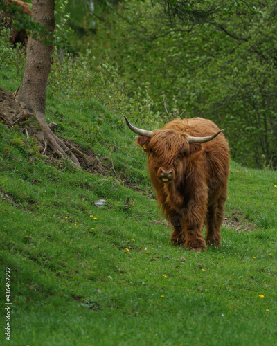 Szkocka krowa highlander