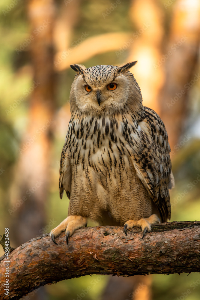 Fototapeta premium Eurasian Eagle Owl head, Bubo bubo, a large species of Eagle Owl. Sit in a tree, red eyes staring at you. One of the largest species of owls