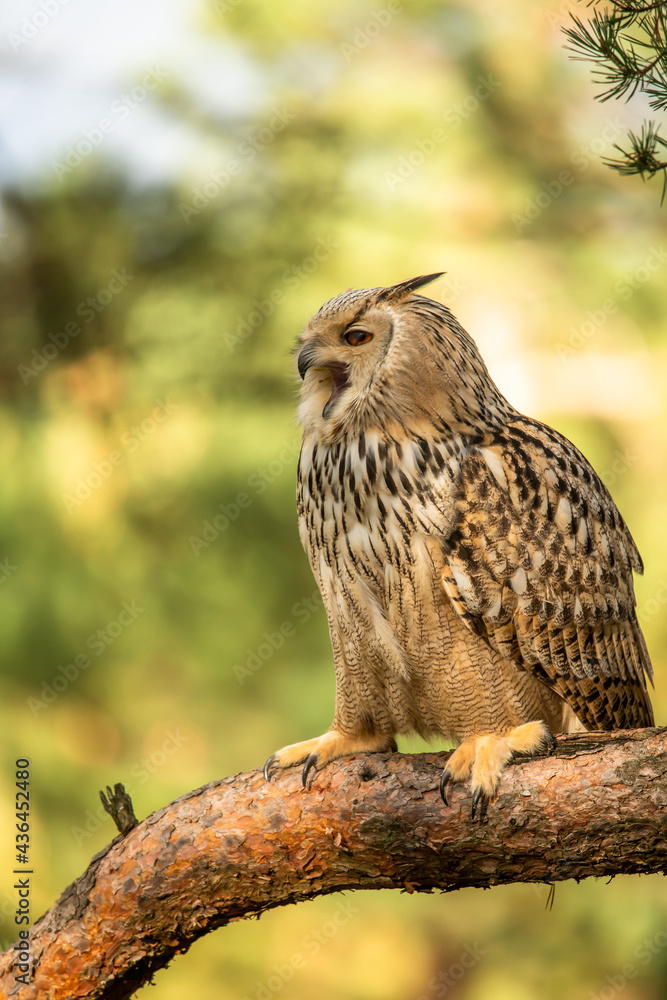 Fototapeta premium Eurasian Eagle Owl head, Bubo bubo, a large species of Eagle Owl. Sit in a tree, red eyes staring at you. One of the largest species of owls