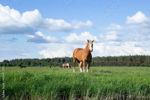 The bay horse grazes on the green grass. Horses on a green meadow. Herd of horses. Farm.