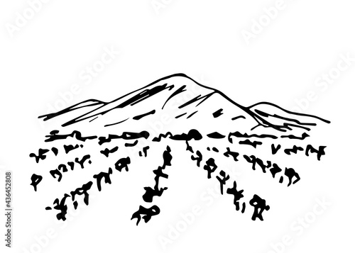 Simple hand-drawn vector drawing in black outline. Farming fields, organic cultivation, rows of vines, vineyard. For labels, wine drinks. Landscape, mountains on the horizon, nature, countryside.