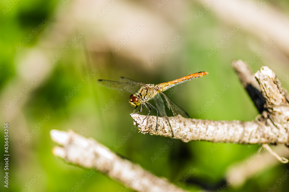 Dragonfly clinging to a branch. Dragonfly in their natural environment. Dragonfly clinging to a branch. Dragonfly in their natural environment.