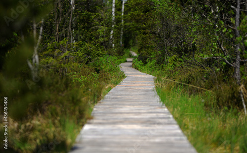 Auf einem Holzweg  der durch ein Moor f  hrt