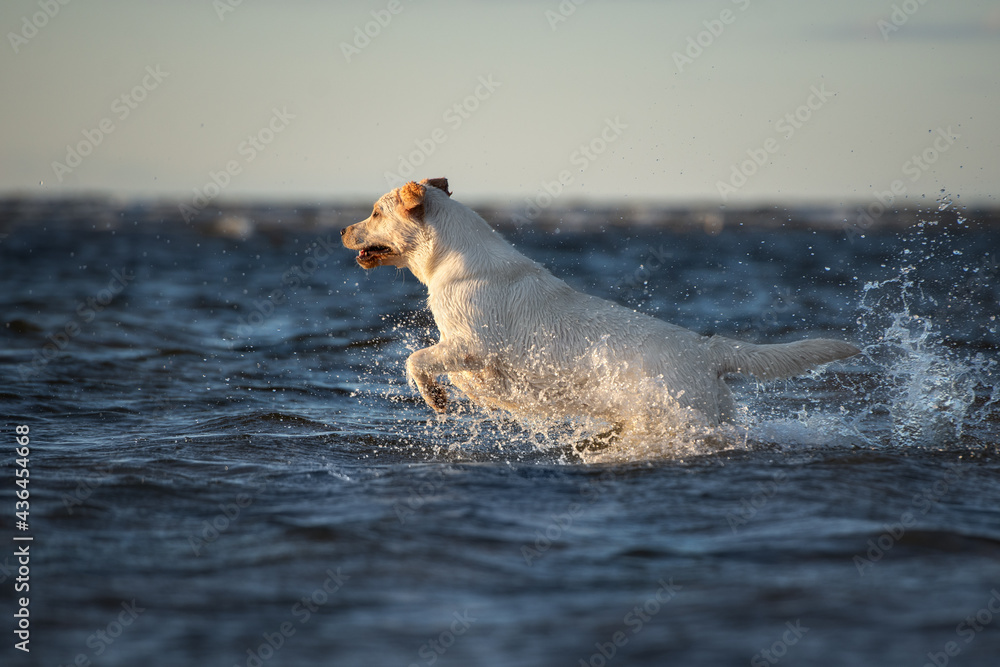 happy labrador retriever dog jumping into water happy labrador retriever dog jumping into water