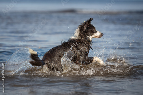 happy border collie dog playing in the sea, water activities in summer