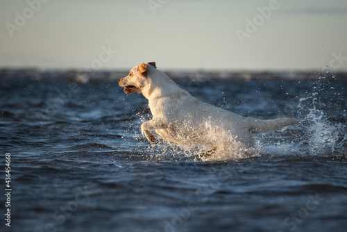 happy labrador retriever dog jumping into water