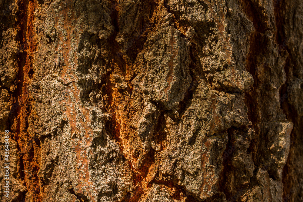 Bark texture pattern background,Bark of the tree,Cracking of tree bark Bark texture pattern background,Bark of the tree,Cracking of tree bark