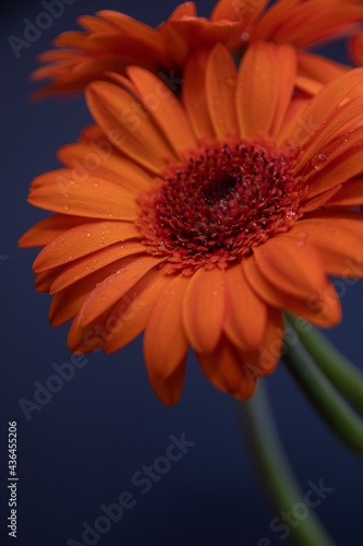 orange gerber daisy