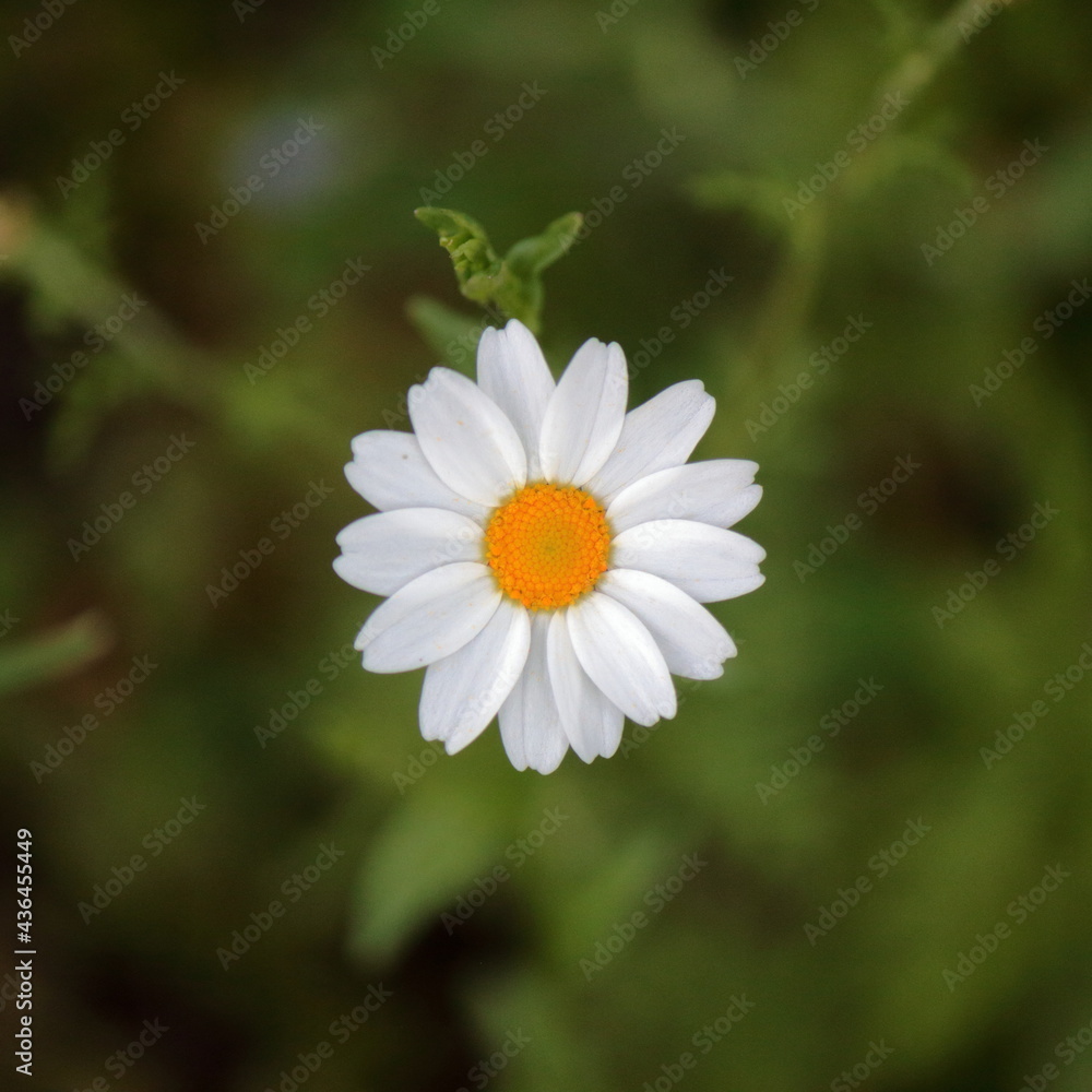 Flor margarita o Bellis perennis. Flor aislada y enfocada Flor margarita o Bellis perennis. Flor aislada y enfocada