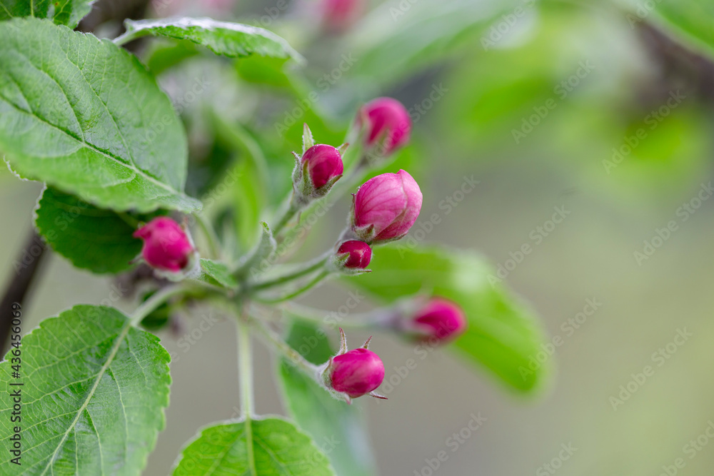Apple tree at the time of flowering. Apple tree flower close-up. Apple orchard in bloom. Beautiful pink and white apple tree flowers. Flowers and buds of apple tree on a blurred background. Malus dome Apple tree at the time of flowering. Apple tree flower close-up. Apple orchard in bloom. Beautiful pink and white apple tree flowers. Flowers and buds of apple tree on a blurred background. Malus dome
