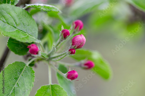 Apple tree at the time of flowering. Apple tree flower close-up. Apple orchard in bloom. Beautiful pink and white apple tree flowers. Flowers and buds of apple tree on a blurred background. Malus dome
