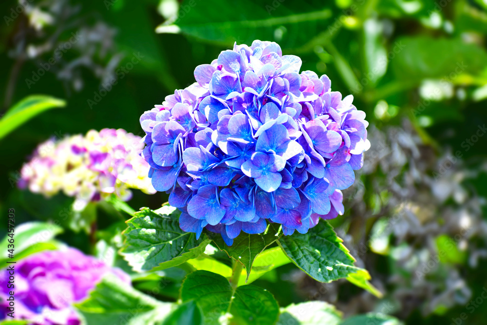 鮮やかなブルーの紫陽花の花