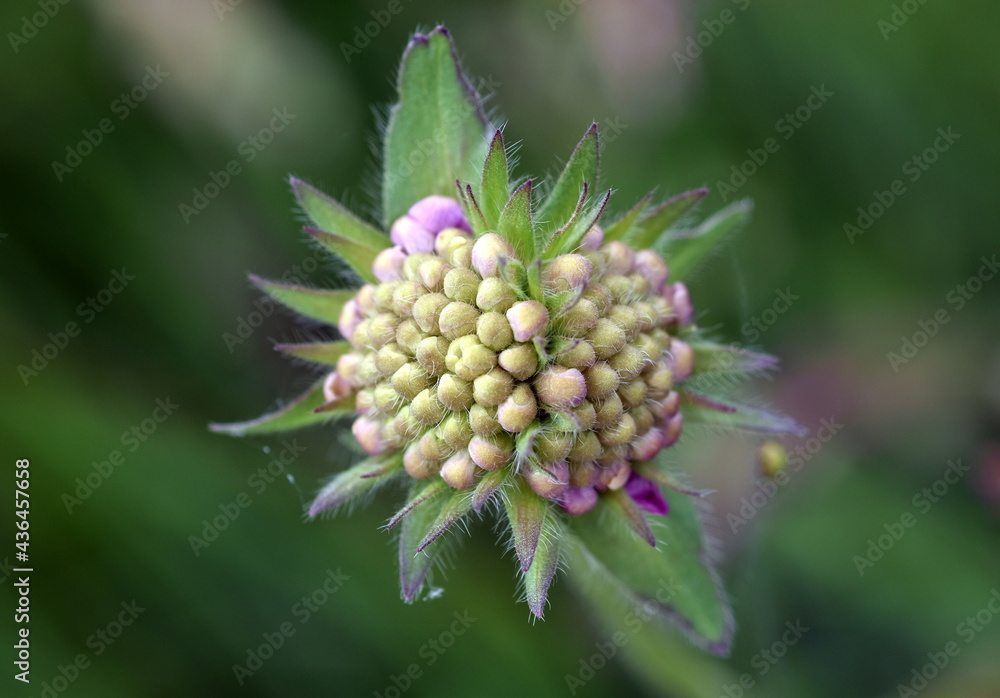 Zusammengewachsene Blüten einer Witwenblume Zusammengewachsene Blüten einer Witwenblume