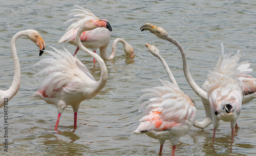 Curious interaction between a group of flamingoes