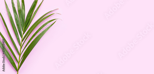 Tropical palm leaves on pink surface