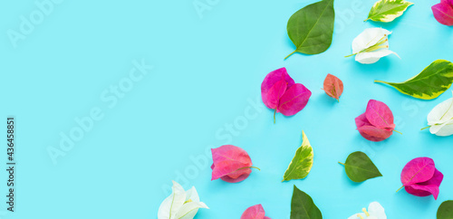 Beautiful red  pink and white bougainvillea flower on blue background.