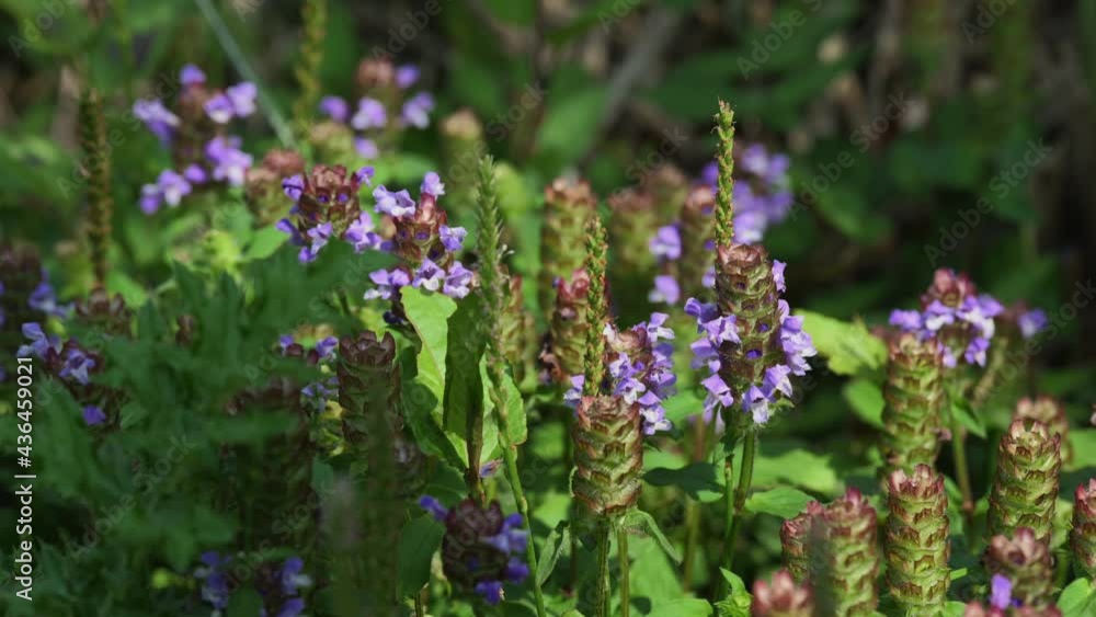 Close-up the Prunella vulgaris in the Yangmingshan National Park. Close-up the Prunella vulgaris in the Yangmingshan National Park.