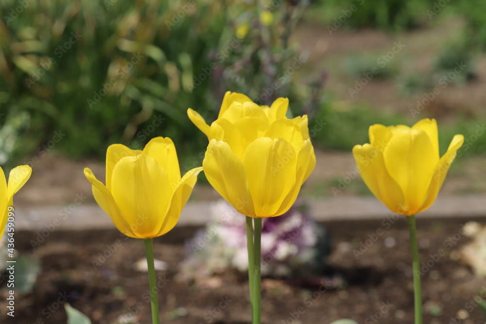 春の公園に咲くチューリップの花 春の公園に咲くチューリップの花