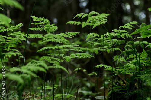 fern, gren, nature, grass, leaf, forest, swamp
