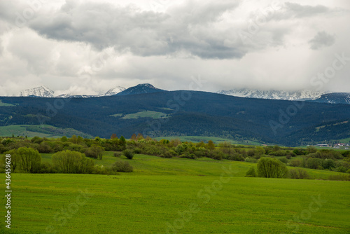 Green valley in the spring. Meadow and field with trees