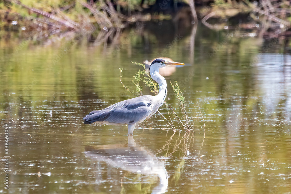 Gray heron - Ardea cinerea - in the natural area of Marismas del Odiel, Huelva, Andalusia, Spai Gray heron - Ardea cinerea - in the natural area of Marismas del Odiel, Huelva, Andalusia, Spai