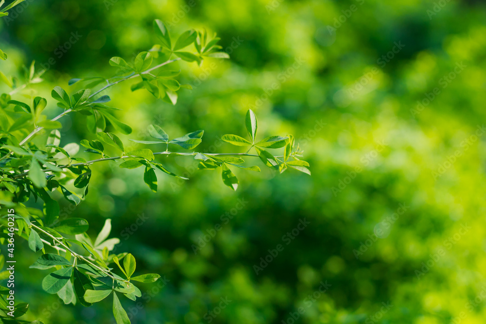 Green background of acacia plant leaves, tender greens, light green fresh foliage in spring or summer Green background of acacia plant leaves, tender greens, light green fresh foliage in spring or summer