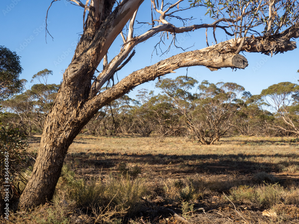 Eucalyptus tree framing Mallee Scrub in the background Eucalyptus tree framing Mallee Scrub in the background