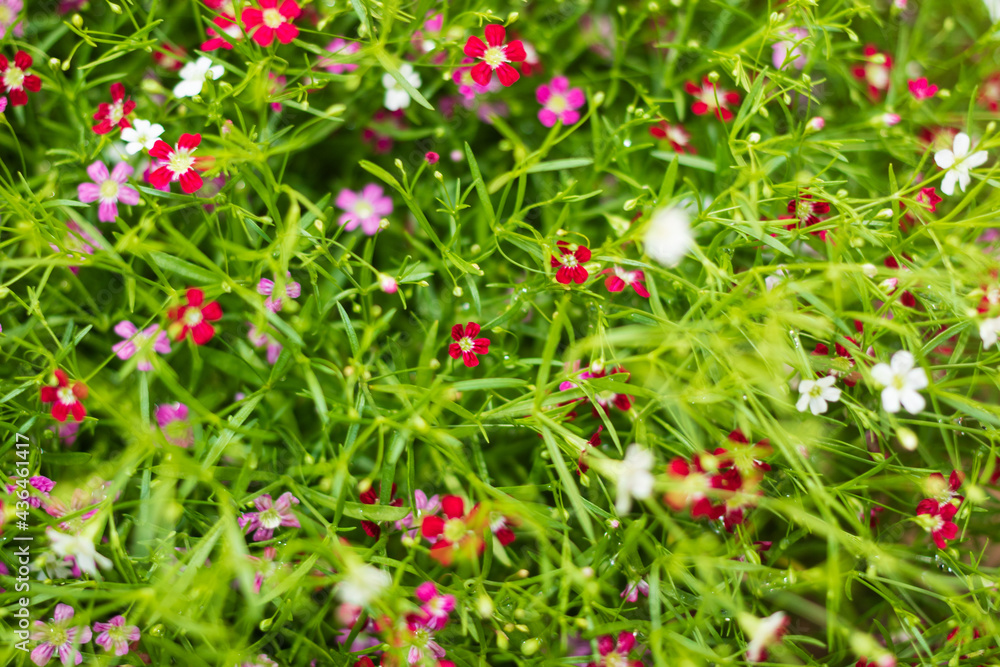 Multicolor baby's breath gypsophila flower Multicolor baby's breath gypsophila flower