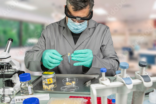 Forensic scientist analyses larvae from a cadaver in a murder case in crime lab, conceptual image