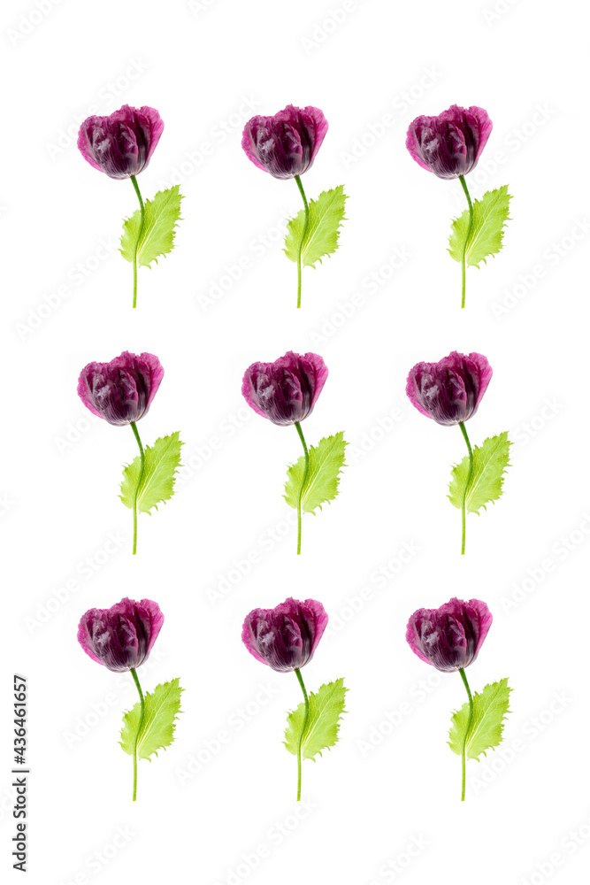 Pattern of natural poppy flowers on a white background, as a backdrop or texture. Summer wallpaper for your design. Top view Flat lay