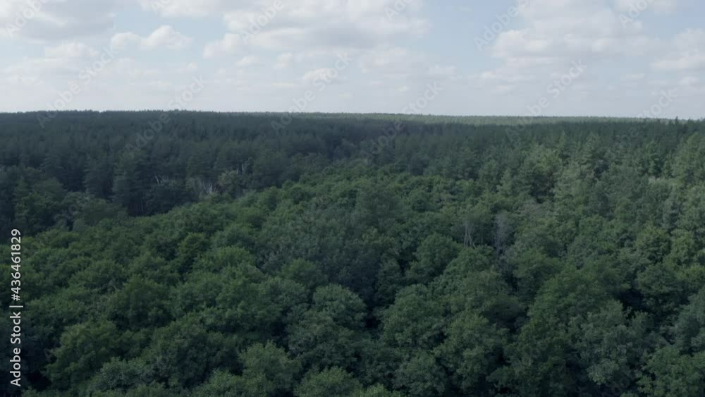 beautiful fairy forest, bird's eye view, spring in the forest beautiful fairy forest, bird's eye view, spring in the forest