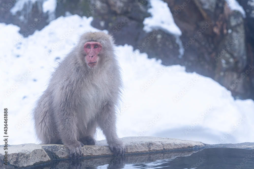 Red-cheeked monkey. Japanese Snow Monkeys. Macaques bath in hot springs in Nagano, Japan. Red-cheeked monkey. Japanese Snow Monkeys. Macaques bath in hot springs in Nagano, Japan.