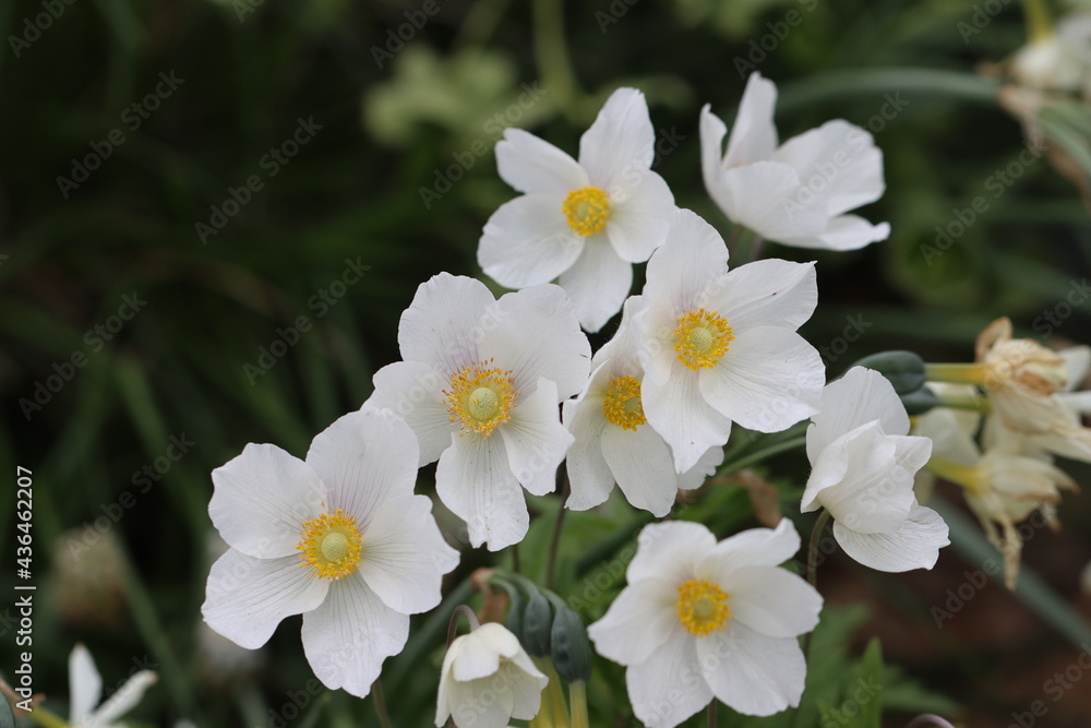 white and yellow flowers