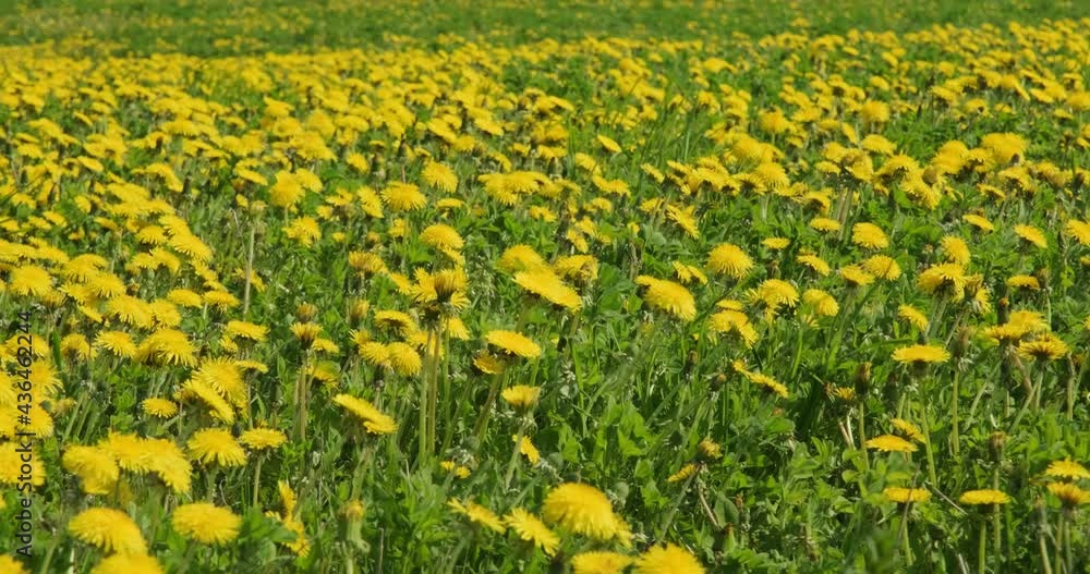 huge field of yellow dandelions on a blurred green grass background huge field of yellow dandelions on a blurred green grass background