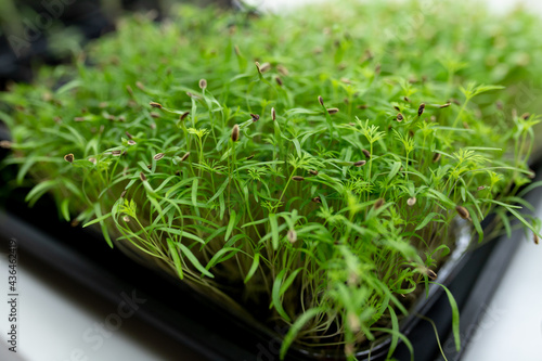 selective focus. dill microgreens in container. Sprouting Microgreens. Seed Germination at home. Vegan and healthy eating concept. Sprouted pea Seeds, Micro greens. Growing sprouts. city farm