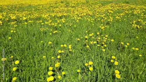 Aerial view of dandelion field. Flowers blooming. aerial  4K footage from flying drone.