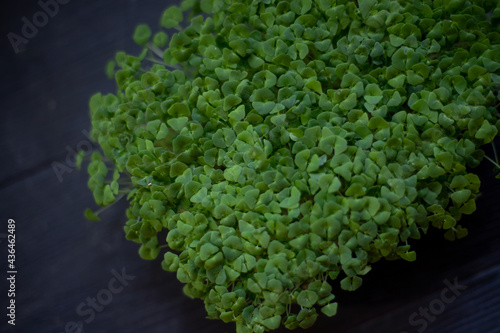 selective focus. chia microgreens in container. Sprouting Microgreens. Seed Germination at home. Vegan and healthy eating concept. Sprouted pea Seeds, Micro greens. Growing sprouts. city farm