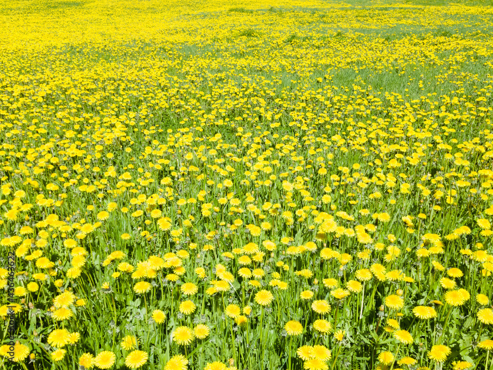 Obraz premium Dandelion in green grass. Beautiful spring panoramic shot with a dandelion meadow. Field of dandelions