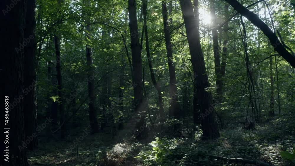 beautiful fairy forest, bird's eye view, spring in the forest beautiful fairy forest, bird's eye view, spring in the forest