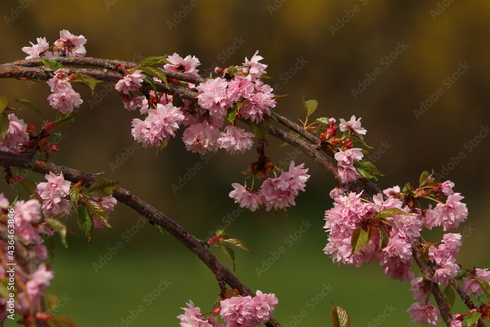 Prunus serrulata Kiku-shidare-zakura. Overhanging shrub pink in bloom. Detail of flowers. Prunus serrulata Kiku-shidare-zakura. Overhanging shrub pink in bloom. Detail of flowers.