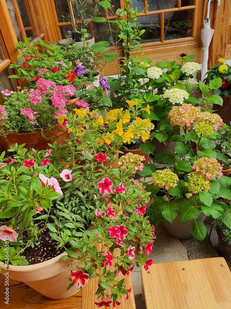 flowers in pots flowers in pots