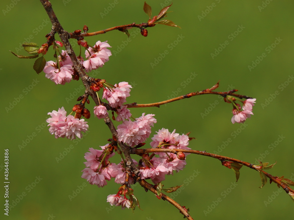 Prunus serrulata Kiku-shidare-zakura. Overhanging shrub pink in bloom. Detail of flowers. Prunus serrulata Kiku-shidare-zakura. Overhanging shrub pink in bloom. Detail of flowers.