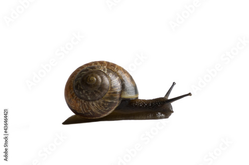 land snail on a white background, isolate