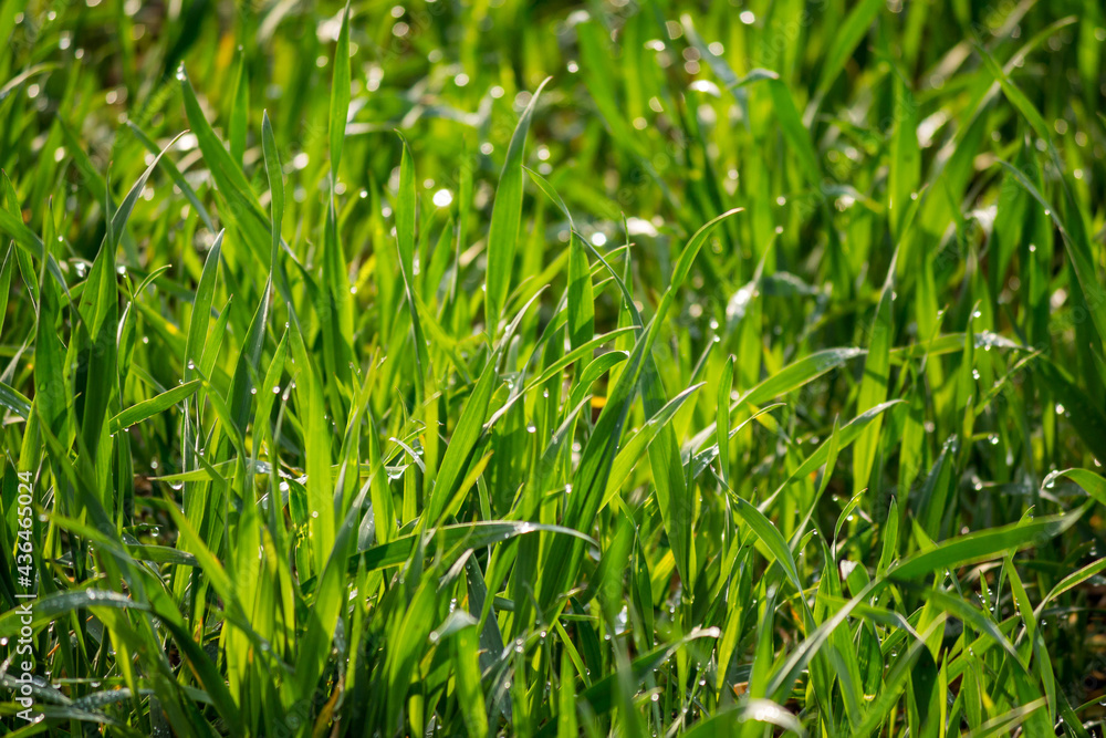 Stems of young wheat in the morning dew. Juicy natural background from green grass Stems of young wheat in the morning dew. Juicy natural background from green grass