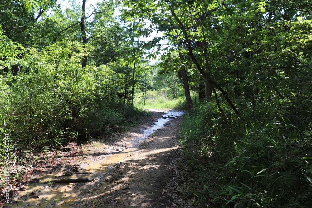 山道 ぬかるみ 雨上がり 山奥 山林 抜け道 森 山道 ぬかるみ 雨上がり 山奥 山林 抜け道 森
