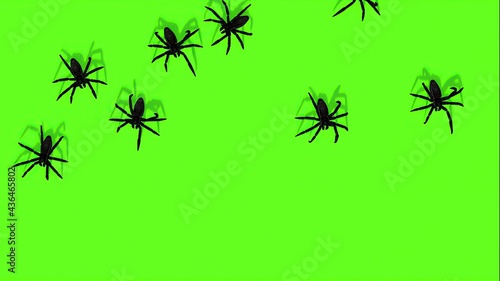 Vászonkép 3d illustration of spiders on green screen