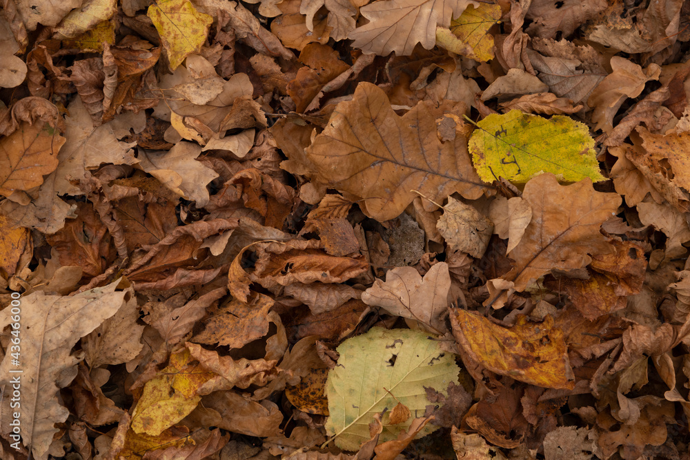 Abstract autumn textured background. Close-up view of dry brown fallen leaves from oak and birch trees on the ground in the forest. Abstract autumn textured background. Close-up view of dry brown fallen leaves from oak and birch trees on the ground in the forest.