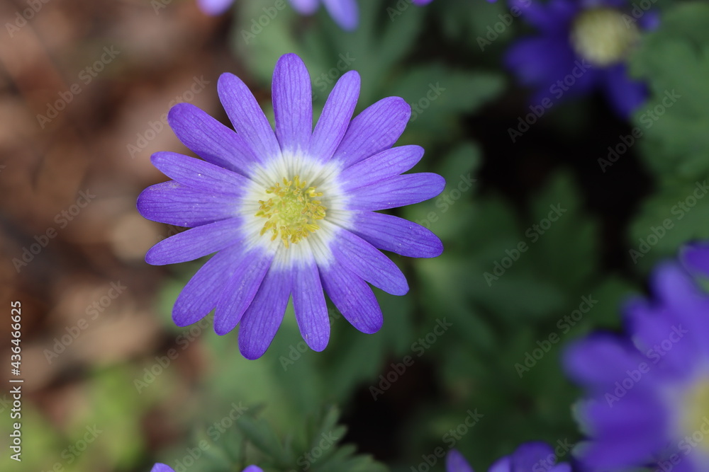 Obraz premium nature flowers