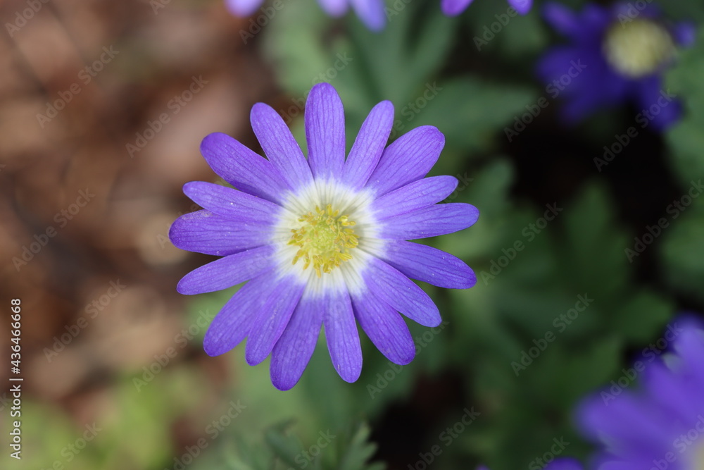 Fototapeta premium nature flowers